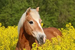 Hennry, Haflinger-Wallach, 1990 - 2017